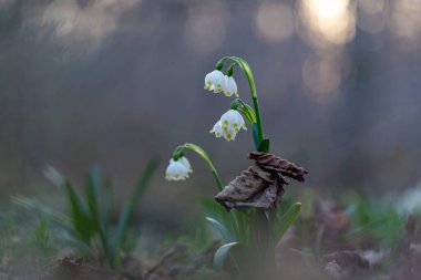 Leucojum vernum, Amaryllidaceae familyasından bir çiçek tohumu. İlkbaharda açmakta olan beyaz bahar kar tanesi çiçekleri.