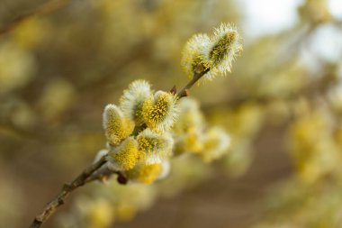 pussy willow (Salix caprea), male. Mass flowering of willow cats in early spring with a wonderful bokeh background. Spring concept.
