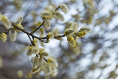 Flowering pussy willow (Salix caprea), male. Mass flowering of willow cats in early spring with a wonderful background of bokeh blue sky. Spring concept.