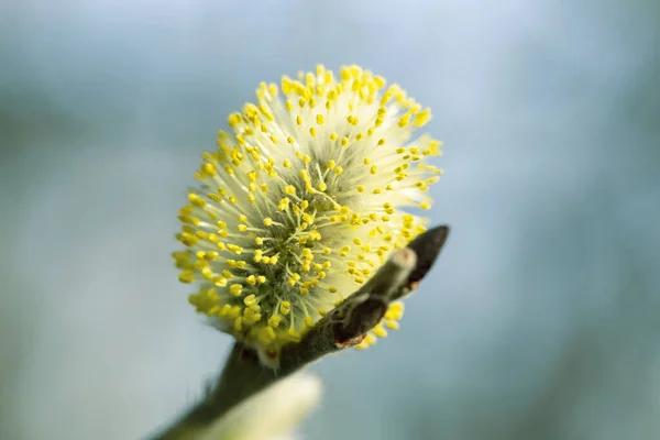 Flowering Pussy Willow Salix Caprea Male Close Beautiful Bokeh Background — Foto Stock