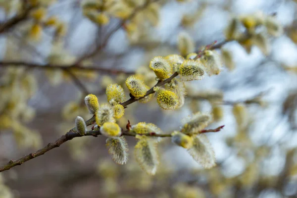 Flowering pussy willow (Salix caprea), male. Mass flowering of willow cats in early spring with a wonderful background of bokeh blue sky. Spring concept.