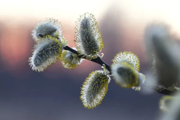 Flowering Pussy Willow Salix Caprea Backdrop Magical Sunset Mass Flowering — 스톡 사진