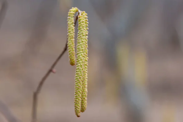 Цвітіння Звичайного Ліщини Corylus Avellana Ранньої Весни Квіти Загальні Макролітичні — стокове фото