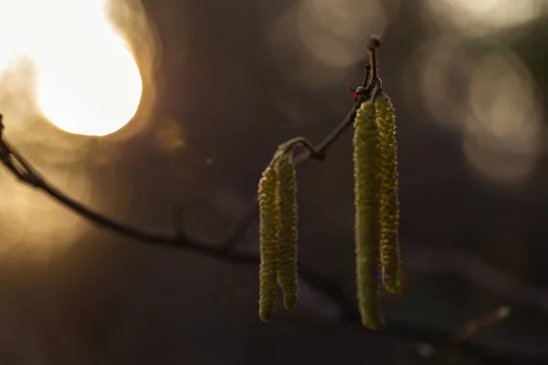 Kvetoucí Obyčejná Líska Corylus Avellana Začátku Jara Večerním Světle Západu — Stock fotografie