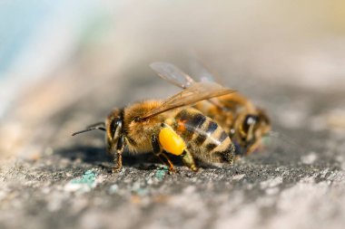 Arka ayaklarında polen olan bal arısı (apis mellifera) yakın plan.