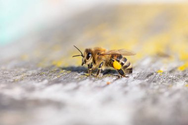 Arka ayaklarında polen olan bal arısı (apis mellifera) yakın plan.