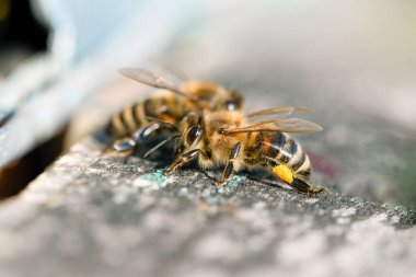 Arka ayaklarında polen olan bal arısı (apis mellifera) yakın plan.