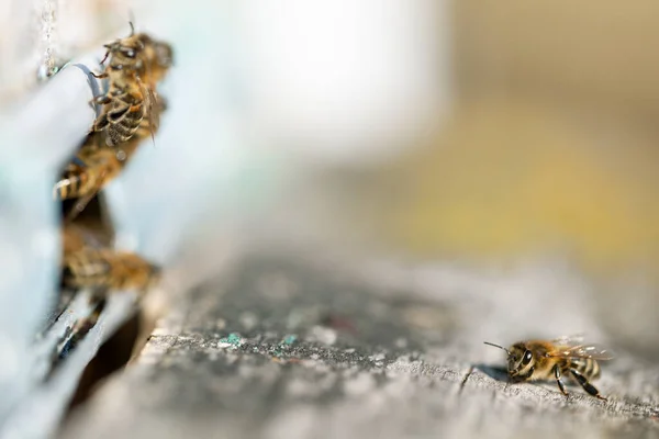 Honungsbi Apis Mellifera Med Insamlat Pollen Bakbenen — Stockfoto
