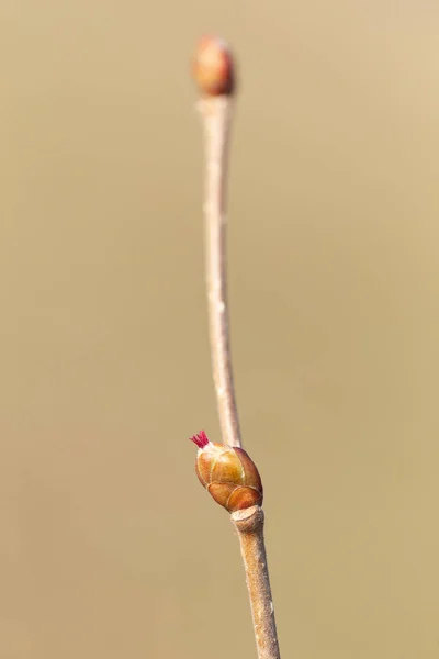 Avellana Común Corylus Avellana Flores Femeninas Cerca Avellanas Silvestres — Foto de Stock