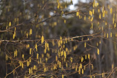 Genel elyaf (Corylus avellana) - toplu çiçeklenme zamanında dallar. Çiçekli fındık ağacı..