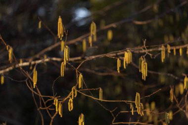 Genel elyaf (Corylus avellana) - toplu çiçeklenme zamanında dallar. Çiçekli fındık ağacı..