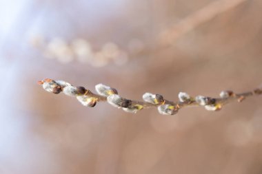 Spring branches of pussy willow on colorful blurred background. Blossoming willow of Easter. symbol of palm. Beautiful pussy willow flowering branch with fluffy catkins in sunlight closeup.