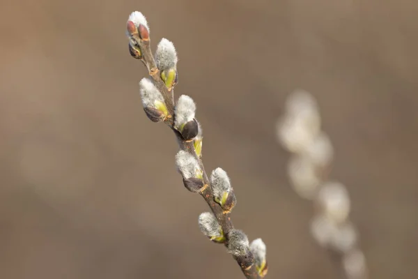 Spring Branches Pussy Willow Colorful Blurred Background Blossoming Willow Easter — Foto de Stock