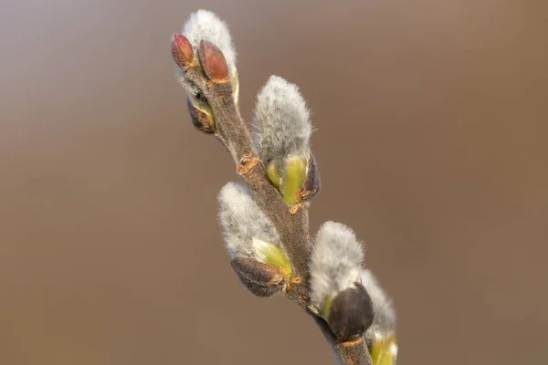 Spring Branches Pussy Willow Colorful Blurred Background Blossoming Willow Easter — Foto de Stock