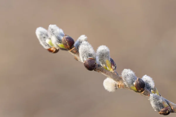 Spring Branches Pussy Willow Colorful Blurred Background Blossoming Willow Easter — Foto de Stock