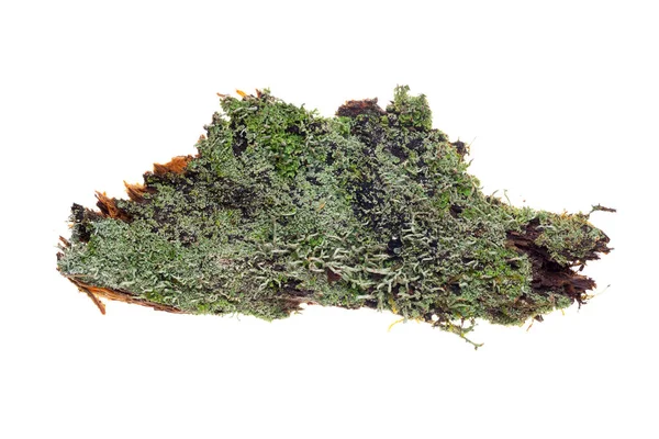 Yeşil liken ve yosun ölü ahşap izole, tam odaklanma, kesme yolu, gölge yok. Beyaz arkaplanda yeşil yosun, tasarım elementi, ekoloji ve ölü ahşap kavramı.