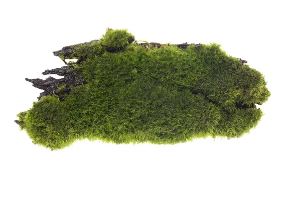 枯れ木の上の緑の苔は 完全な焦点 クリッピングパスは 影を隔離します 緑の苔は白い背景に隔離され デザイン 生態学 枯れ木の概念の要素 — ストック写真