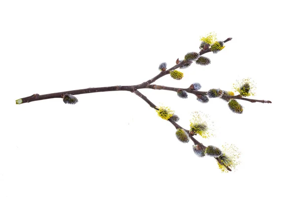 Willow Branch Isolate White Background Clipping Path Shadows Willow Cats —  Fotos de Stock