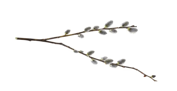 Willow Branch Isolate White Background Clipping Path Shadows Willow Cats — Zdjęcie stockowe