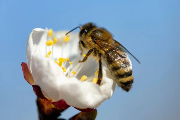 Bal Arısı Apis Mellifera Kayısı Çiçeğinin Üzerinde Makro Latin Apis — Stok fotoğraf