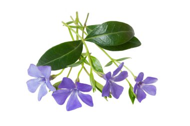 menekşe çiçeği (Vinca minor) beyaz arka planda izole edilmiş, kırpma yolu, gölgesi yok. Mavi menekşe çiçeği izole, tasarım ve botanik illüstrasyon için element.