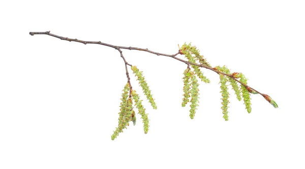 Rama Común Carpe Carpinus Betulus Con Amentos Primavera Florecientes Aislados —  Fotos de Stock