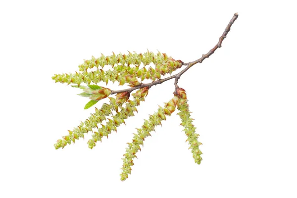 Rama Común Carpe Carpinus Betulus Con Amentos Primavera Florecientes Aislados —  Fotos de Stock