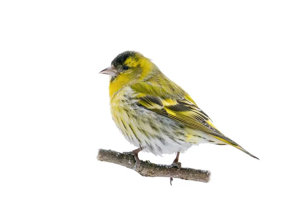 Male Eurasian Siskin Spinus Spinus Isolated White Background Shadows Clipping — Foto Stock