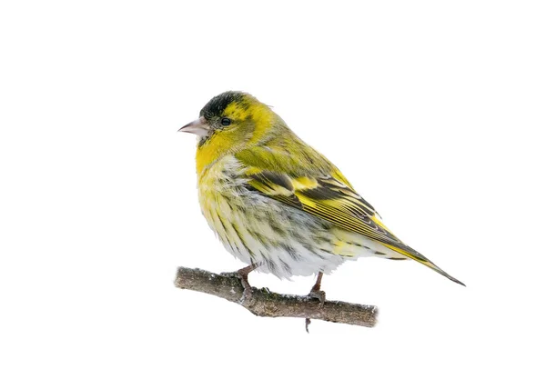 Beyaz bir arka planda izole edilmiş erkek Avrasyalı deri (Spinus spinus), gölgesi yok, kırpma yolu yok. Kuş, beyaz bir arka planda izole edilir. Tasarım, kuş bilimi ve vahşi yaşam konsepti için element.