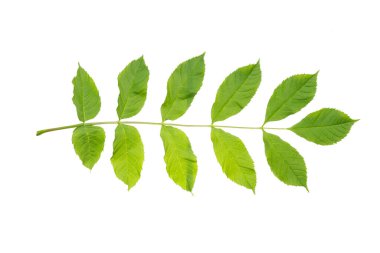 Sulu bahar yapraklı Avrupa külleri (Fraxinus Excelsior) dalı. İzole, kesme yolu, gölge yok. Yaygın kül izole olur.