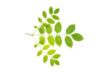 Sulu bahar yapraklı Avrupa külleri (Fraxinus Excelsior) dalı. İzole, kesme yolu, gölge yok. Yaygın kül izole olur.