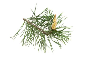 Çam dalı (Pinus sylvestris) çiçek açan erkek çiçekler zamanında. İzole, kesme yolu, gölge yok. İskoç çam dalı izole.