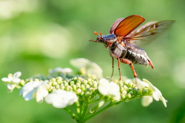 Cockchafer (Melolontha melolontha) viburnum çiçeğinden havalanırken. Kalkışın dinamik anında belki de böcek, makro.