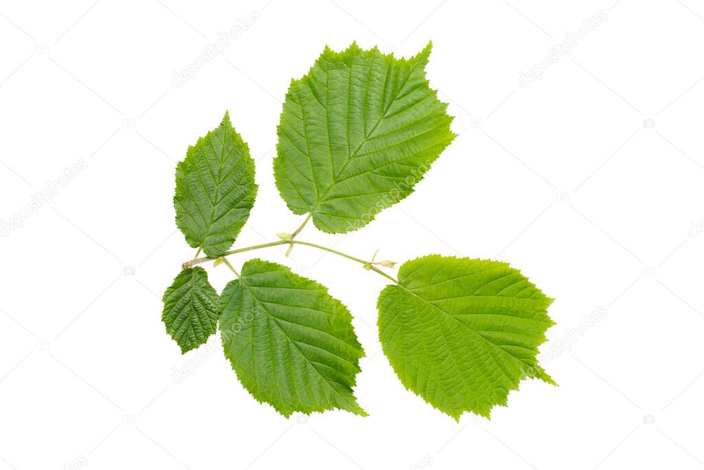 Common hazel (Corylus avellana) with succulent spring leaves. Isolate, clipping path, no shadows. common hazel branch isolate.