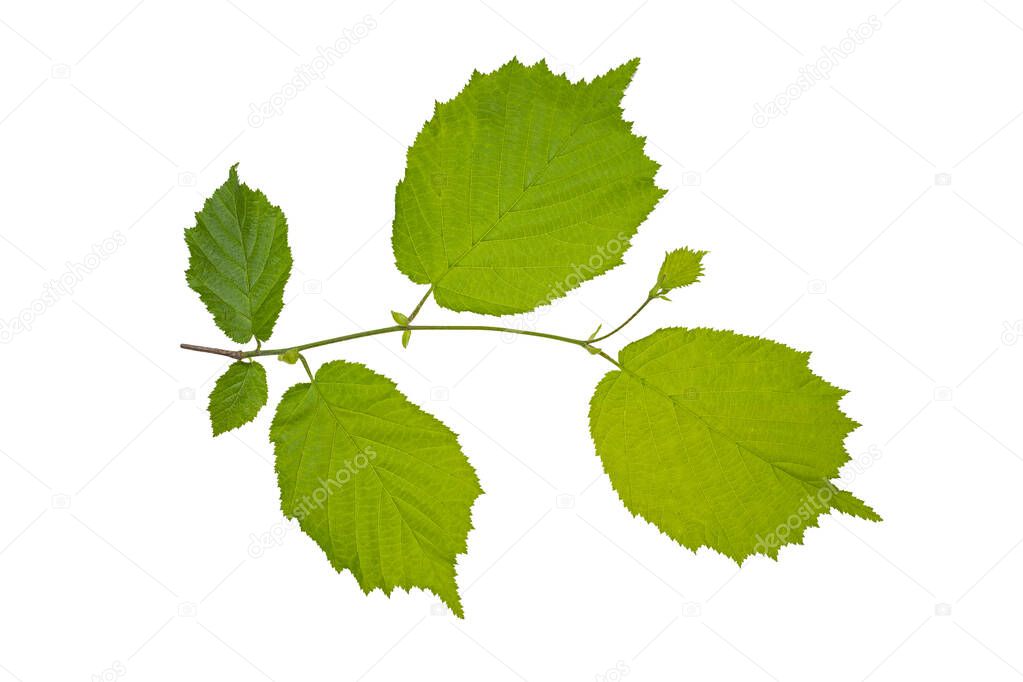 Common hazel (Corylus avellana) with succulent spring leaves. Isolate, clipping path, no shadows. common hazel branch isolate.