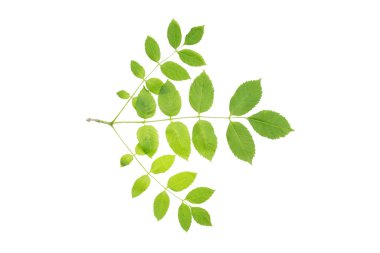Sulu bahar yapraklı Avrupa külleri (Fraxinus Excelsior) dalı. İzole, kesme yolu, gölge yok. Yaygın kül izole olur.