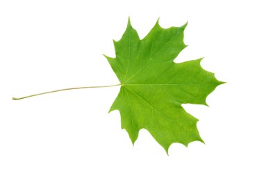 Norveç akçaağacı (Acer platanoides) sulu yay yalnız bırakır, kesme yolu, hiç gölge yok. Yapraklı Norveç akçaağaç dalı.
