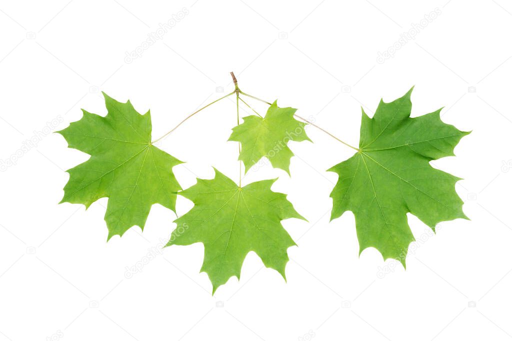 Norway maple (Acer platanoides) juicy spring leaves isolate, clipping path, no shadows. Norway maple branch with leaves isolate.