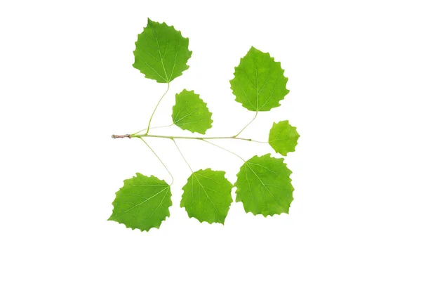 Europäische Espe Populus Tremula Junge Grüne Blätter Isoliert Schneideweg Keine — Stockfoto