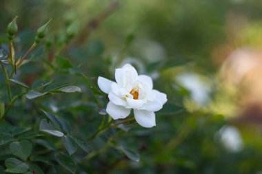 Bahçede beyaz gül ve güzel bir bokeh arka plan. Akşam bahçesinde beyaz gül çiçeği. Bahçede akşam ışığında beyaz güller