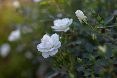 Bahçede beyaz gül ve güzel bir bokeh arka plan. Akşam bahçesinde beyaz gül çiçeği. Bahçede akşam ışığında beyaz güller