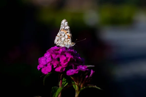 Painted Lady butterfly (vanessa cardui) on carnation flower. Painted Lady butterfly