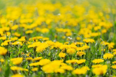 Güneşli bahar gününde karahindiba tarlası geçmişi. Çiçekli karahindiba. Mayıs ayında karahindibalı çayır (Taraxacum officinale).