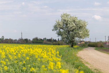 Mavi gökyüzü ve beyaz bulutların arka planında çiçek açan bir kolza tohumu tarlası. Tipik kırsal tarım manzarası, tarım, tarım teması, tarımsal illüstrasyon.