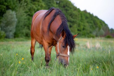 Bir yaz akşamında çayırda kırmızı bir at. Otlakta bir at. Evcil hayvan teması. Yaz tarlasında kestane rengi bir atın portresi