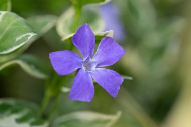 Vinca major Variegata - büyük yapraklı menekşe, güzel mavi çiçekler ve beyaz yapraklı. Çiçek bahçesindeki dekoratif bitki çeşitlilik yaprağının Vinca majörü..