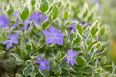 Vinca major Variegata - büyük yapraklı menekşe, güzel mavi çiçekler ve beyaz yapraklı. Çiçek bahçesindeki dekoratif bitki çeşitlilik yaprağının Vinca majörü..