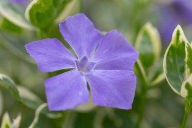 Vinca major Variegata - büyük yapraklı menekşe, güzel mavi çiçekler ve beyaz yapraklı. Çiçek bahçesindeki dekoratif bitki çeşitlilik yaprağının Vinca majörü..