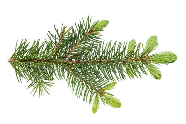 European spruce (Picea abies) branch with young spring needles isolated on white background, no shadows, clipping path. Forest and trees theme.