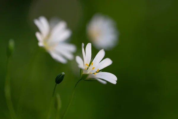 Rabelera Holostea Greater Stitchwort Greater Starwort Addersmeat Perennial Herbaceous Flowering — 图库照片